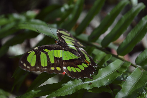 colombia colores cálido alas animal vida naturaleza nikon medellín antioquia haciendanapoles mariposa butterfly papillon