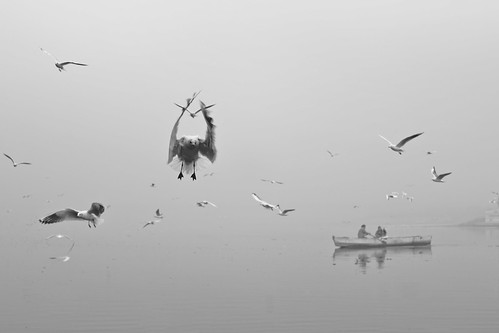 bw blackandwhite blackandwhitephoto monochrome fineart fineartphotography migratorybirds foggyclimate river yaminaghaat olddelhi travel places people radhakrishnarao rkrao delhi india