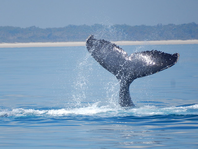 Hervey Bay, danza de ballenas - AUSTRALIA POR LIBRE: EL PAÍS DEL FIN DEL MUNDO (20)