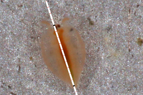 greenlands gnammalife gnamma clamshrimp paralimnadiaurukhai measurement