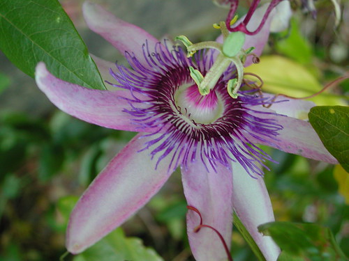 Passiflora x 'Lavender Lady' 38513573732_b6b78aff26