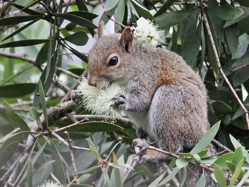 Gray Squirrel eating Melaleuca flower 03-2017112