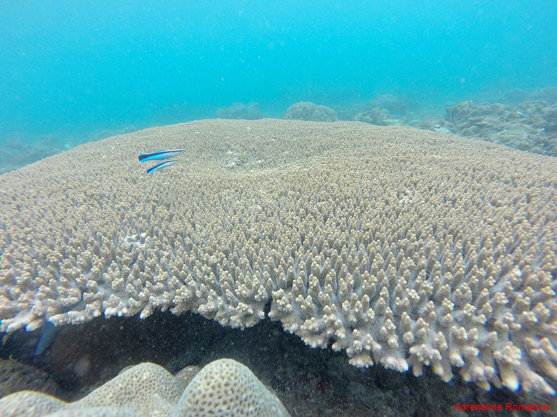 Table coral and wrasses in Pajo Marine Sanctuary