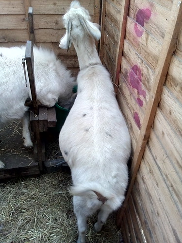 pregnant goat Nov 17 2