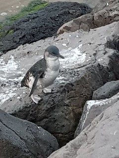 Penguins at St Kilda