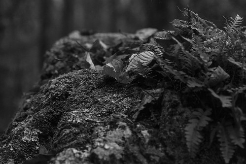 rock forest lichen ferns driedleaves blackmountain northcarolina nikond3300 mamiyasekor80mmf28 mamiyaprime primelens blackandwhite monochrome monochromatic landscape macro