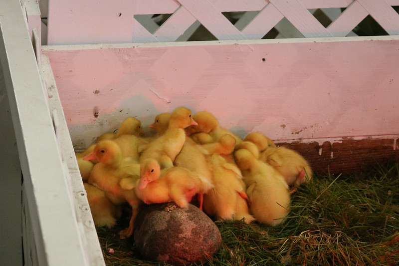 more than a dozen fuzzy yellow ducklings crowded into the corner of their pen
