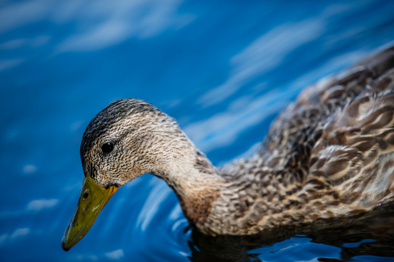 Trout Lake Duck