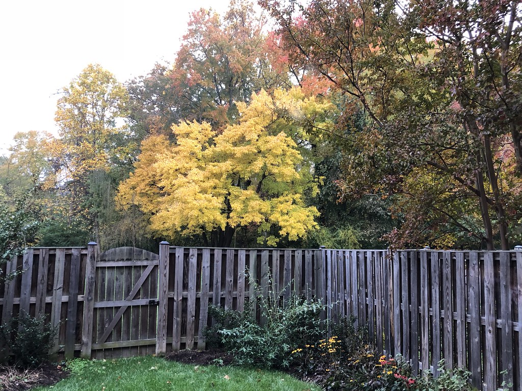 Fall colors finally starting to appear