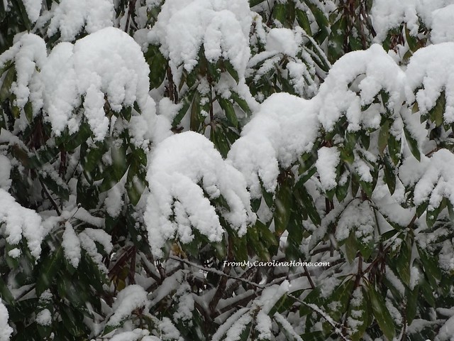 December Snow ~ From My Carolina Home
