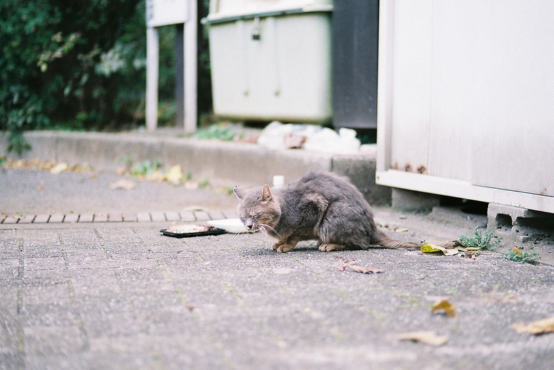 池袋二丁目公園の猫。Leica M4 Voigtlander75mm f1.8