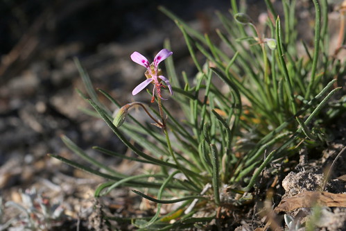 Pelargonium coronopifolium in habitat, section Campylia