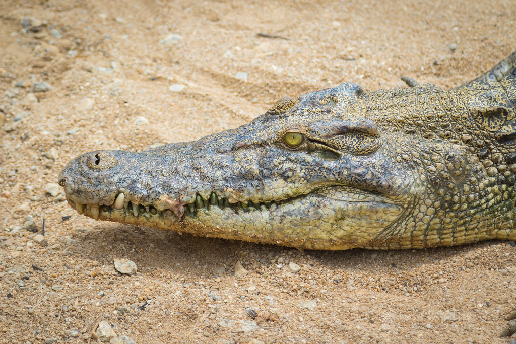 Crocodile Head Shot, Teluk Sengat Crocodile Farm