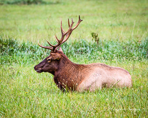 augphotoimagery cervuselaphus elk animal mammal nature outdoors wildlife cherokee northcarolina unitedstates