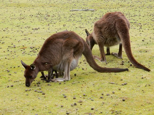 Kangaroo Island, fauna australiana en estado puro - AUSTRALIA POR LIBRE: EL PAÍS DEL FIN DEL MUNDO (62)