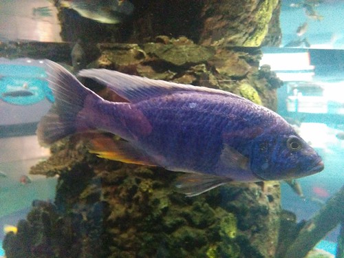 Blue #toronto #ripleysaquarium #aquarium #ticket #blue #fish #latergram