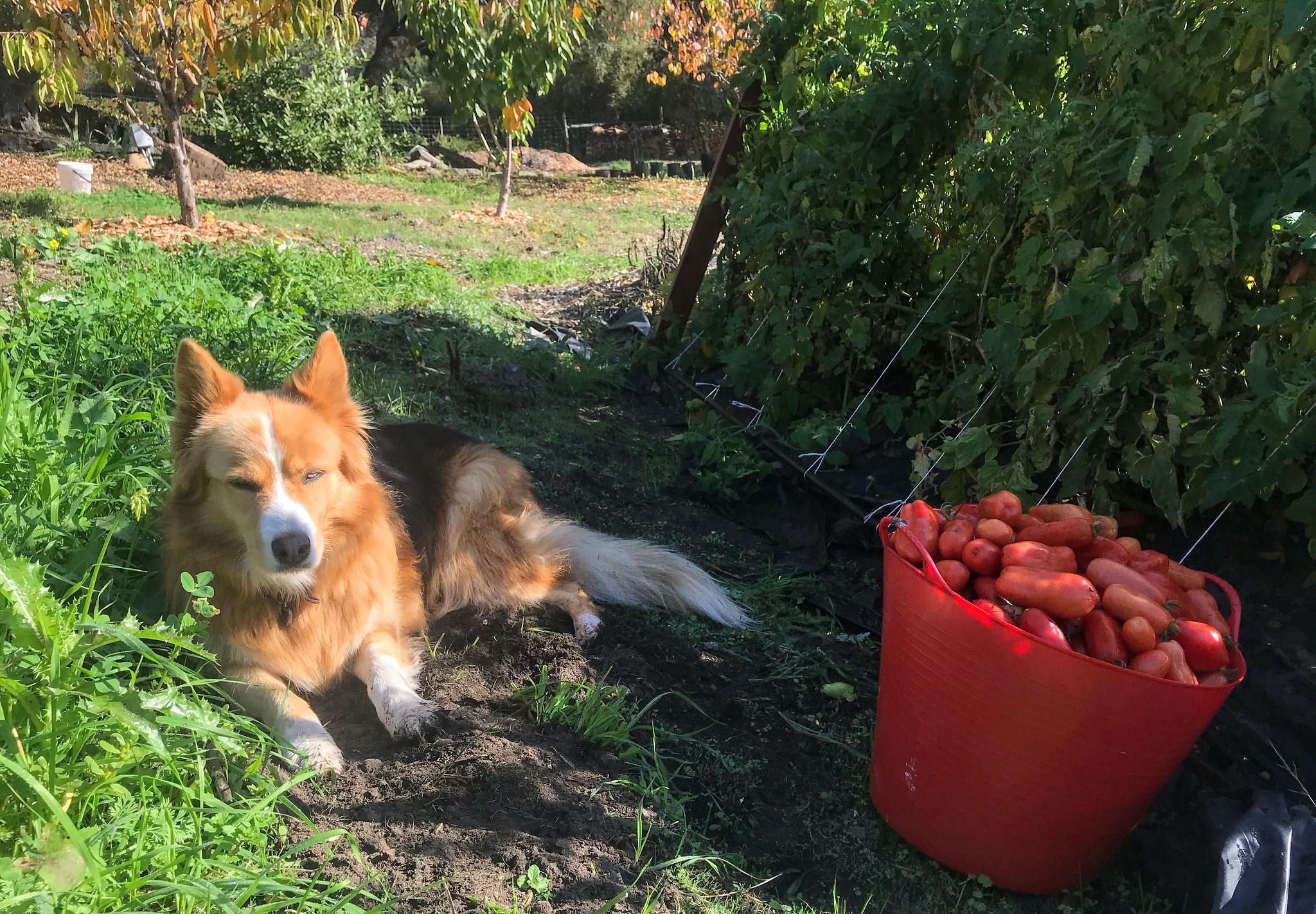 Honey keeping company during the 🍅 harvest