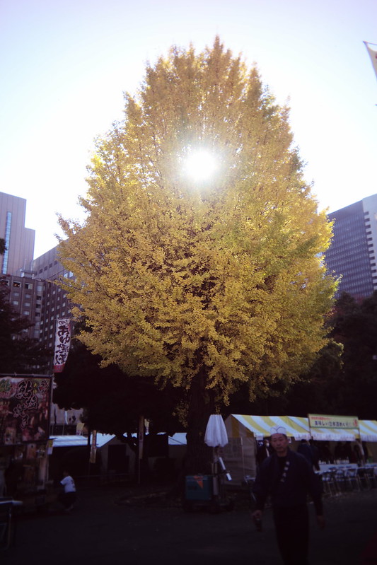 Leica M TYP240+Utulens日比谷公園の紅葉。大銀杏