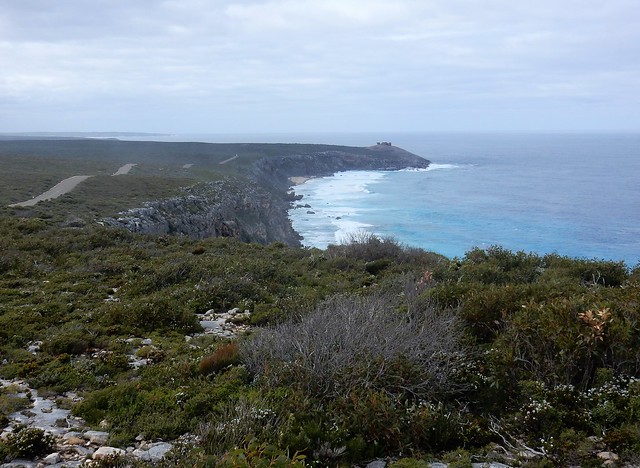 Kangaroo Island, fauna australiana en estado puro - AUSTRALIA POR LIBRE: EL PAÍS DEL FIN DEL MUNDO (64)