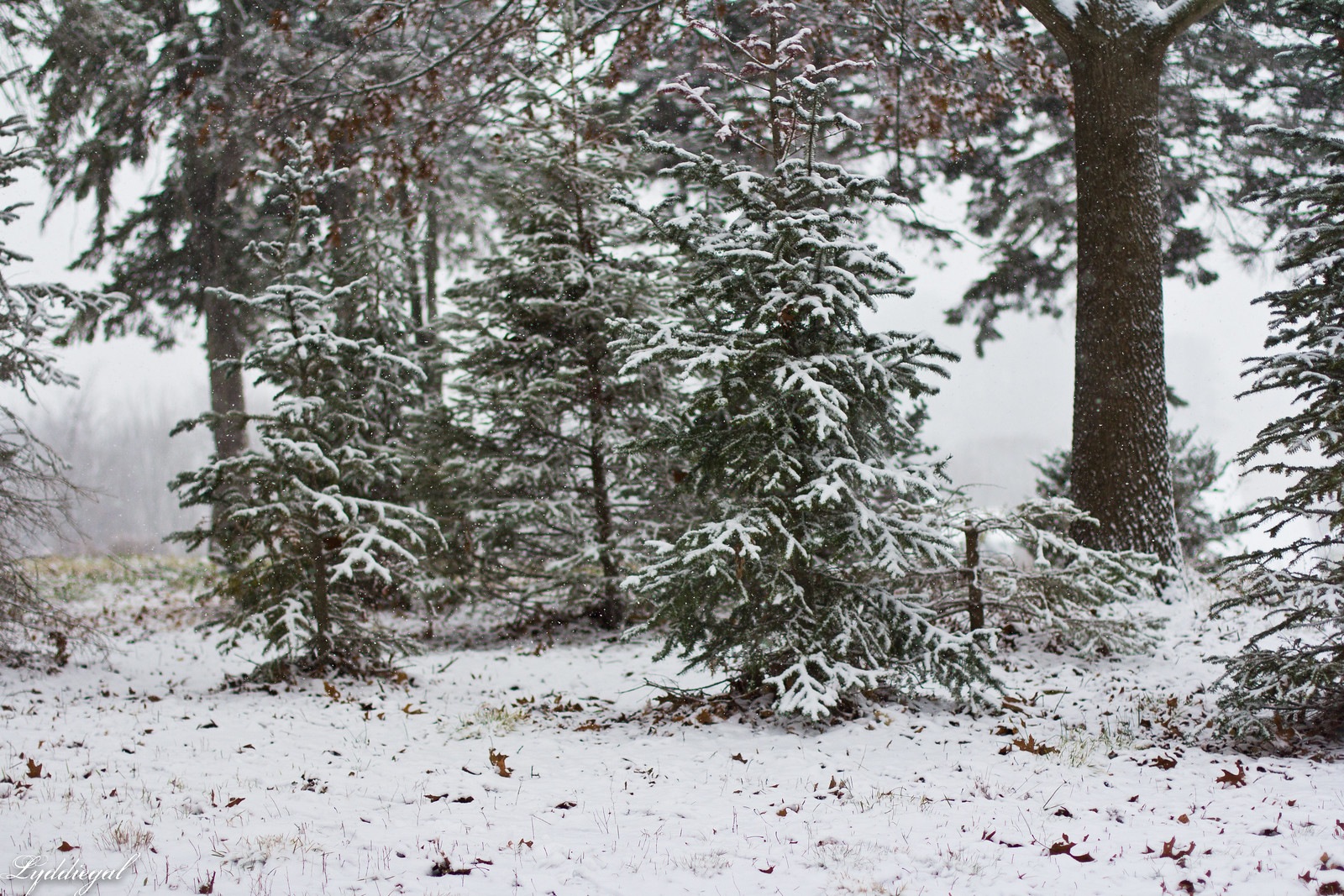 snow covered trees.jpg