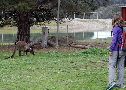 Kangaroo Island, fauna australiana en estado puro - AUSTRALIA POR LIBRE: EL PAÍS DEL FIN DEL MUNDO (41)
