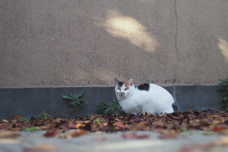PEN-F+Canon serenar 50mm f1.8雑司ヶ谷法名寺の猫。三毛