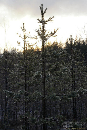 seitseminennationalpark finland autumn fall nature luonto suomenluonto forrest metsä seitsemisenkansallispuisto