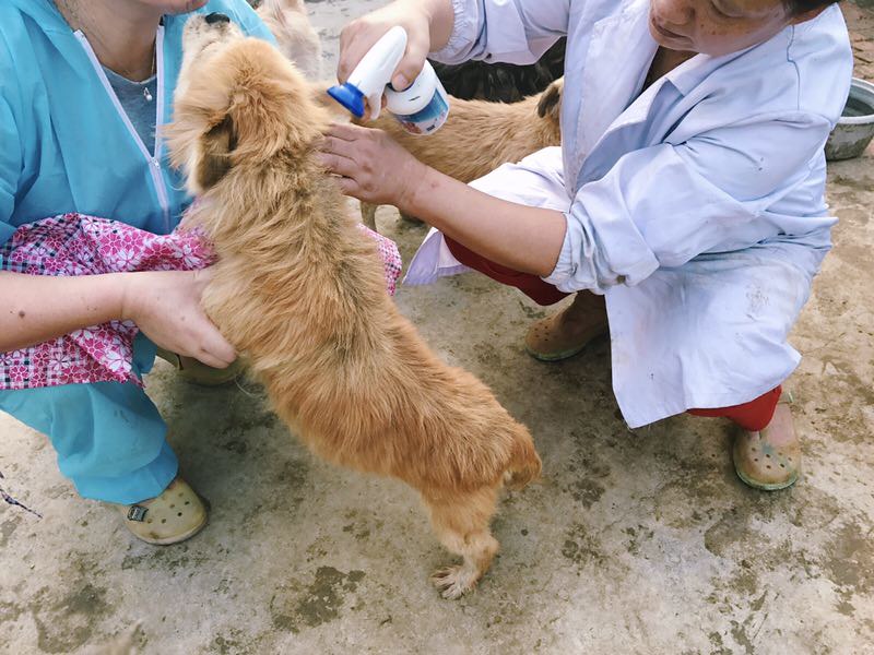 A dog was receiving spray for finishing off the insects by a volunteer in Hefei Canine Association Animal Care Center in Hefei city, September, 2017