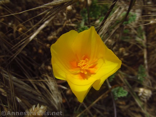 A yellow California Poppy near Glass Beach, California