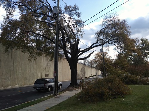 This once somewhat grand tree has been hacked by the local electric utility
