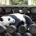 Panda again!