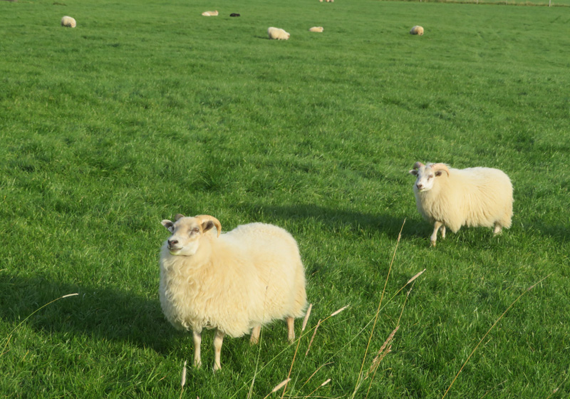 sheep-iceland