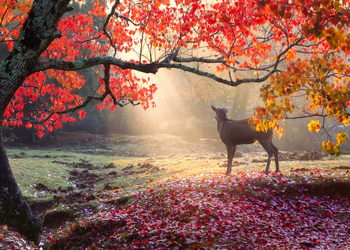 nara japan park fall deer paradise heaven light sunrise sunbeams autumn leaves red tree