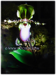 Paphiopedilum glaucophyllum (Tropical/Asian Lady's Slipper, Shiny Green Leaf Paphiopedilum) is a terrestial orchid that grows between 30-45 cm tall, 11 Nov 2017