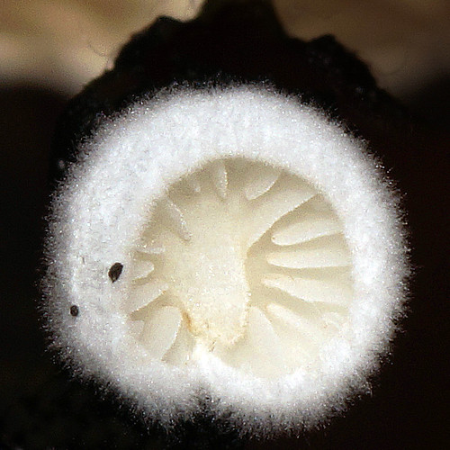 Crepidotus variabilis - Wit oorzwammetje