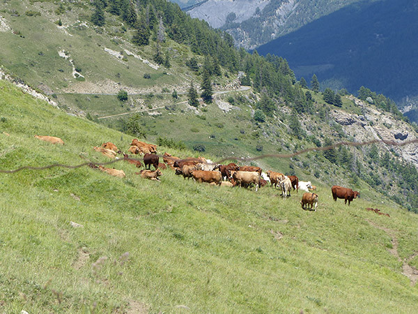 vaches à flanc de colline