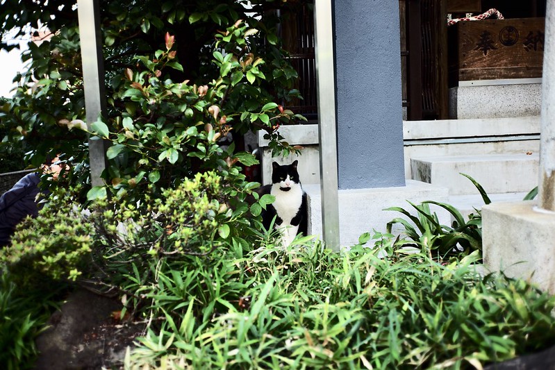 池袋駅前公園の猫。黒白八割れ顎髭