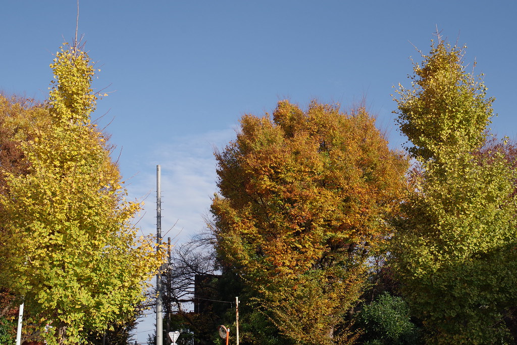都内も紅葉 Autumn Trees in Neighborhood
