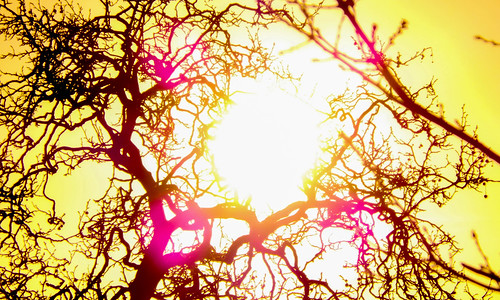 blurred silverton england unitedkingdom gb silvertonparkstables branches sunrise