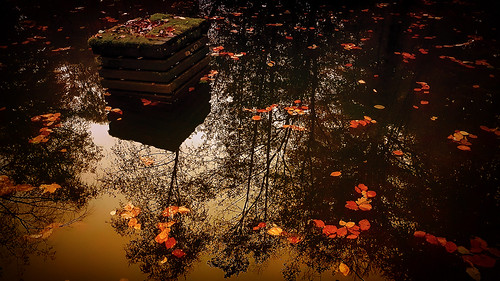 reflection autumn november leafe water pond nature landscape silence forest evening sundown sunset stadtwald duisburg nrw