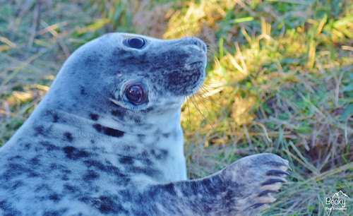 Grey seal at Donna Nook Nature Reserve - Donna Nook Seal Colony