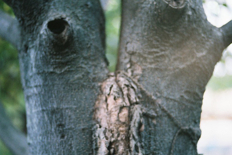 東池袋中央公園の木の幹の瘤。Leica M4 Voigtlander75mm f1.8