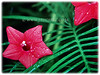 Ipomoea indica (Ipomoea quamoclit (Cypress Vine, Cardinal Creeper/Vine, Star Glory, Hummingbird Vine, Bunga Tali-tali in Malay)