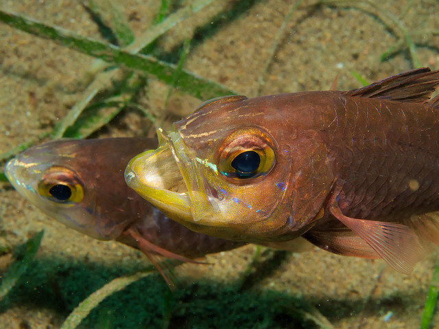 Cardinal Fish Reproduction