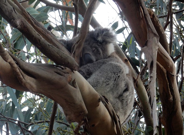 Kangaroo Island, fauna australiana en estado puro - AUSTRALIA POR LIBRE: EL PAÍS DEL FIN DEL MUNDO (33)