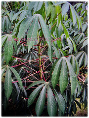 Manihot esculenta (Tapioca, Cassava, Brazilian Arrowroot, Yuca, Ubi Kayu in Malay) that grows between 2.75-5 m tall with pinkish petioles, 20 Nov 2017