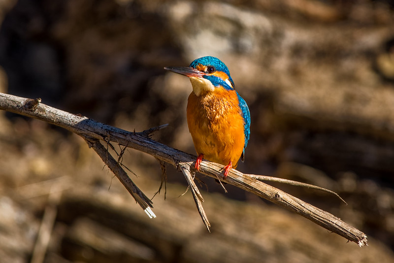 Kingfisher - Guarda-rios