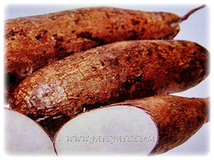 Tuberous and edible roots of Manihot esculenta (Tapioca, Cassava, Brazilian Arrowroot, Yuca, Ubi Kayu in Malay), 17 Nov 2017