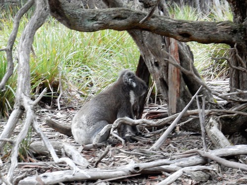 Kangaroo Island, fauna australiana en estado puro - AUSTRALIA POR LIBRE: EL PAÍS DEL FIN DEL MUNDO (47)