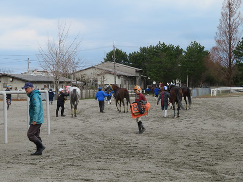 金沢競馬場の厩舎に戻るレース後の馬たち